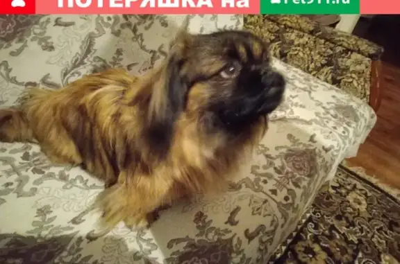 Найдена собака в Отрожке, ищем новый дом