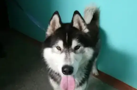 Найден пёс Хаски на Московке в Омске