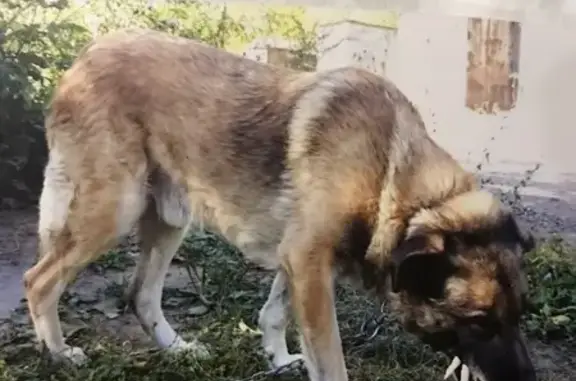 Пропала собака из гаражного кооператива №12 в Нижнекамске