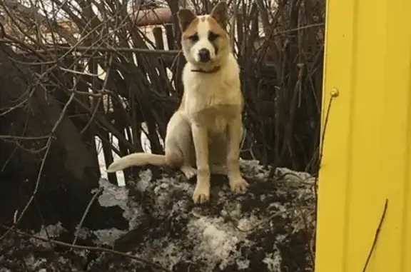 Найден щенок с ошейником в Великом Устюге, Россия