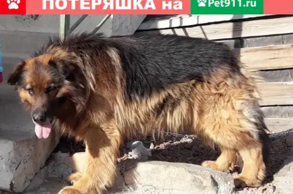 Найден крупный пес на трассе возле Новой Куки
