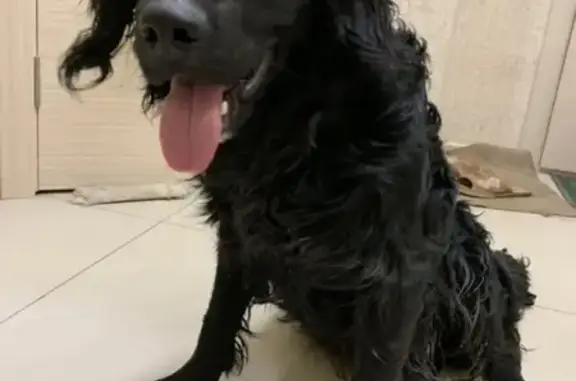 Найдена собака в Березовом, Иркутск