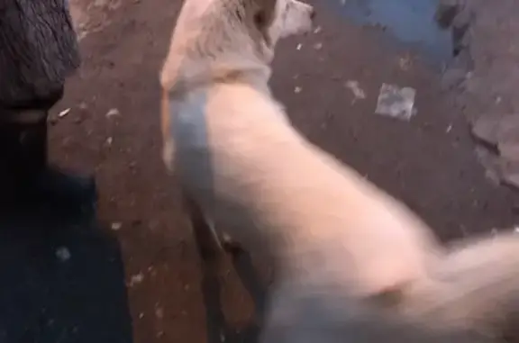 Собака найдена в Щелково (Дальний Воронок)