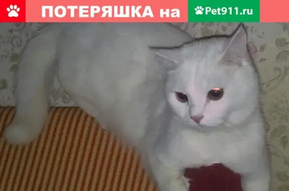 Пропал кот Нарцисс на Васильева, Ставрополь
