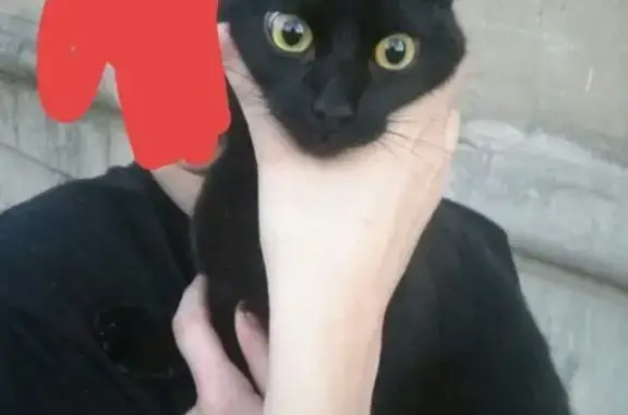 Найдена кошка на ул. Оганова, Ростов-на-Дону