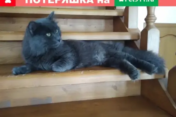Найден кот на ул. Минской в Иваново