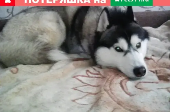 Пропала собака породы Хаски в Дегтярёво, Ивановская область