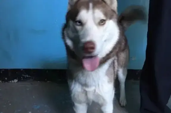 Пропала собака Граф в Тольятти на ул. Ворошилова