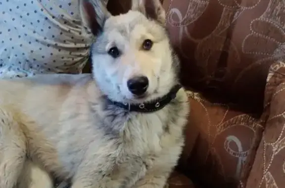 Найден щенок западно-сибирской лайки в Челябинске