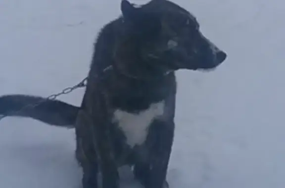 Объявления о пропавших и найденных животных, Еремково, фото: Пропала собака 