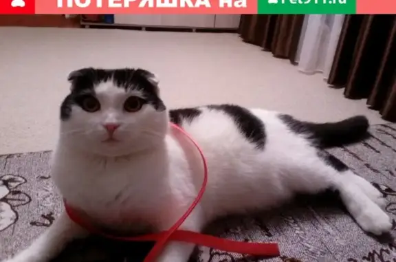 Пропала кошка в Рославле, прилеповка, 6-ой Пролетарский пер.