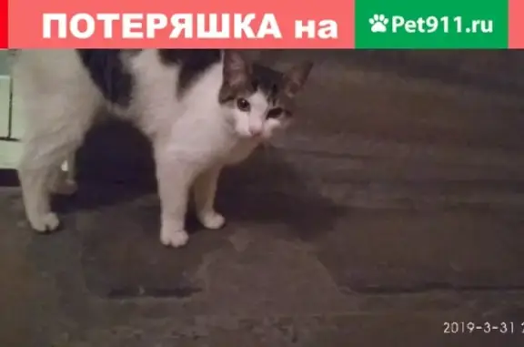 Найдена кошка в СПб, улица Руднева