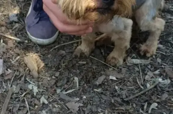 Найдена собака в Темернике, Ростов-на-Дону