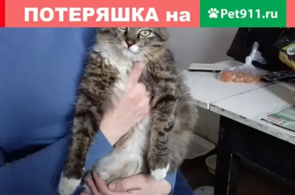 Найдены кошка и котенок возле станции Кутузова, Калининград.