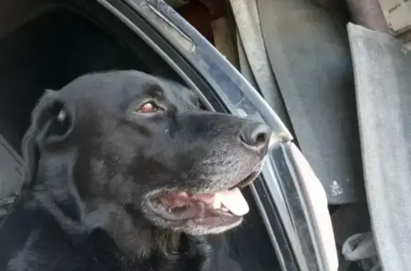 Найдена собака в Москве, помогите с поиском