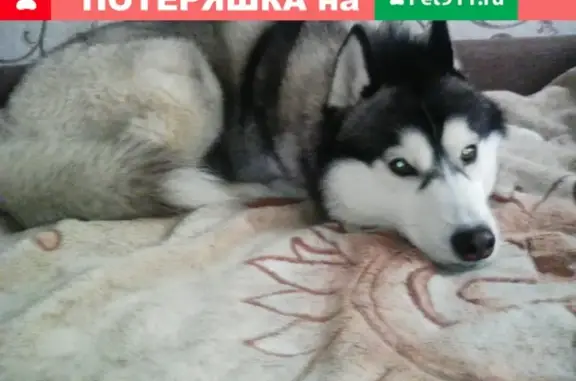 Пропала собака в Ивановской области: кобель хаски по кличке Джек, видели на заправке Панеево, помогите найти!