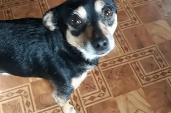Пропала собака в Почепе, Брянская область