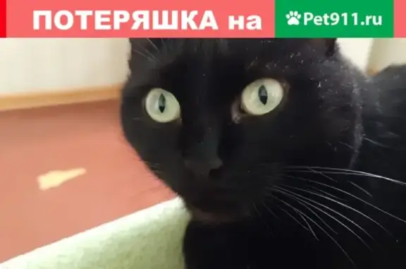 Пропала кошка Мотя в Казани, Лушникова 8