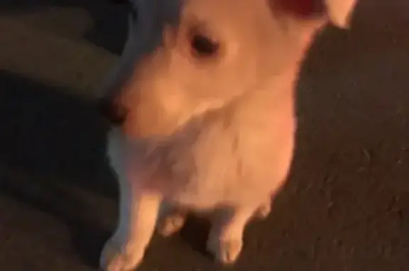Найден щенок возле Боше в Старом Осколе
