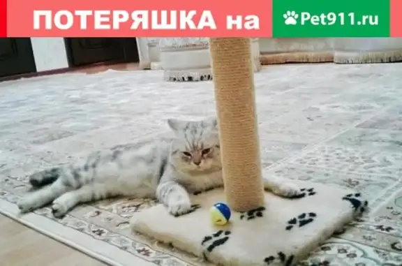 Пропал кот скоттиш-страйт в Дагестанских Огнях. Вознаграждение.