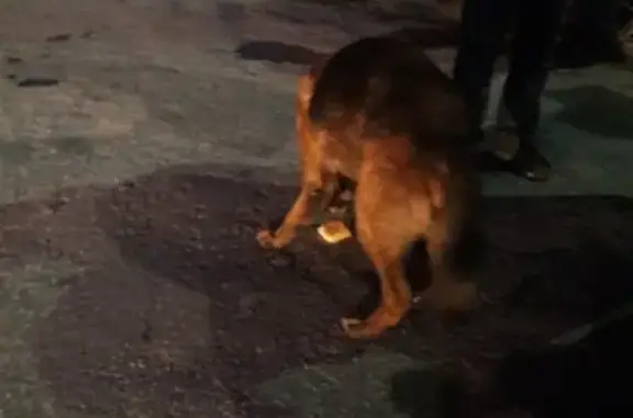 Найдена собака в Сызрани, ищем хозяина.