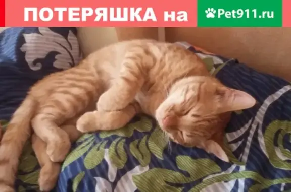 Пропала кошка на ул. Свердлова, Миасс, Челябинская область