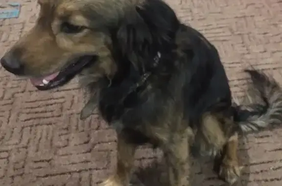 Найдена собака в Новокузнецке, район Вокзальной.