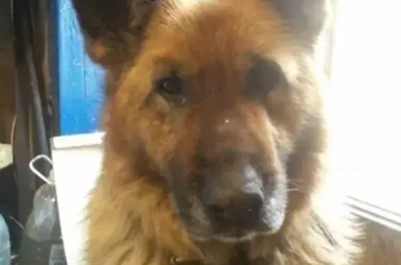 Собака найдена возле жд вокзала в Златоусте