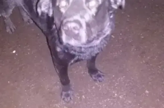 Собака найдена в ЖК Вива, Рязань