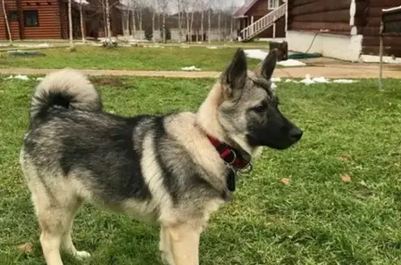 Пропала собака в Карелии, возможно в районе Кимасозеро