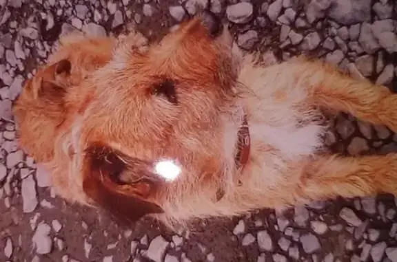 Пропала собака Чип в Кировском районе, Кемерово