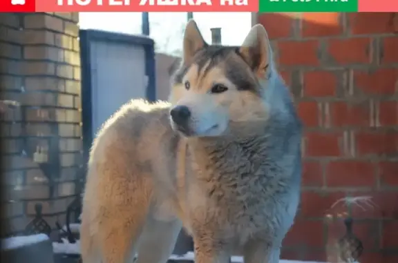 Пропала собака Алмаз в Волоколамске