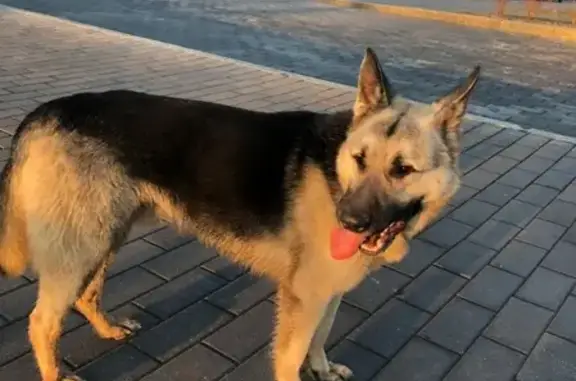 Найдена собака в Одинцовском районе, Сколково.