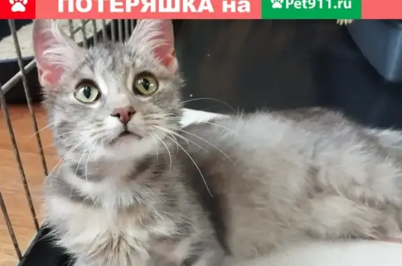 Найдена кошка на Ленина 29.03.19 #потеряшки_зоозащита_нк