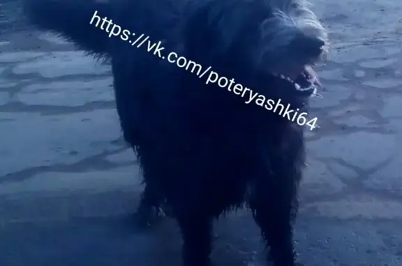 Найдена собака в Саратове, район турбазы Волга