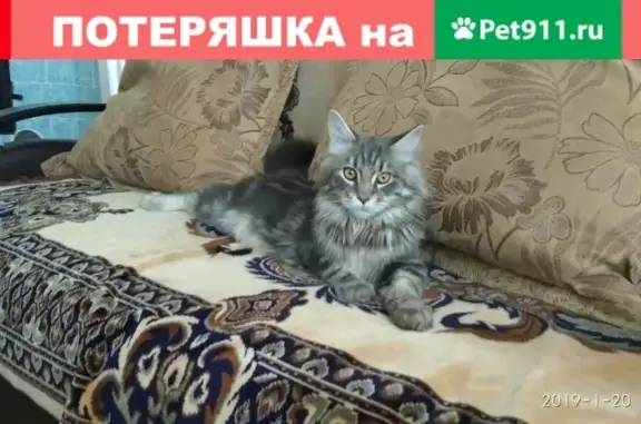 Пропала кошка в Тейково, ул. Маршала Неделина, д. 1.