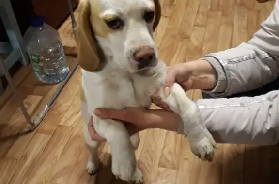 Найдена собака в Астрахани без ошейника