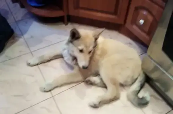 Найден щенок лайки в Сельмаше, Челябинск