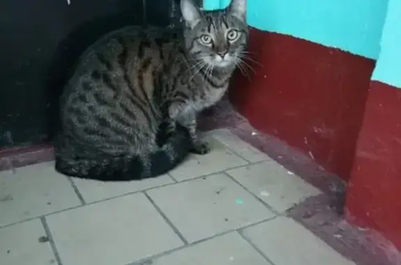 Найдена кошка на ул. Газопровод, 9к1 в Москве