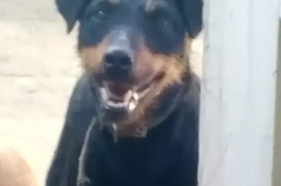 Пропала собака в Пашковском, Краснодар