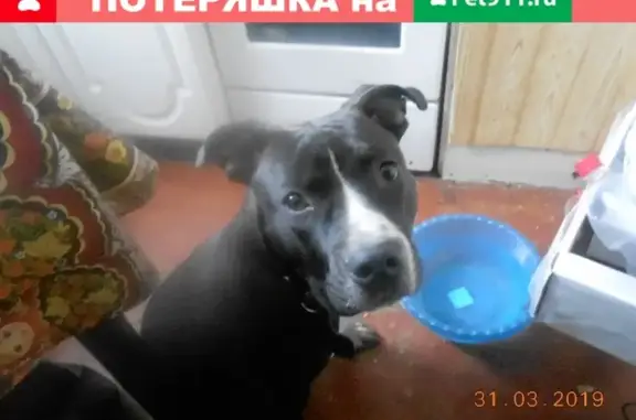 Найдена собака на остановке Большевичка в Омске