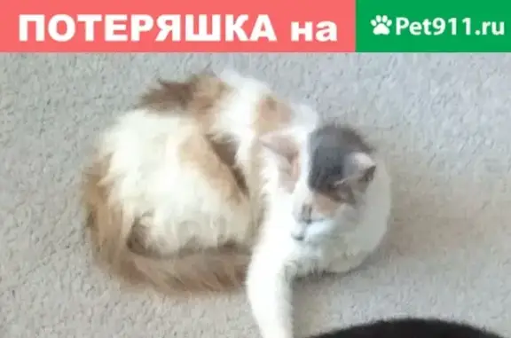 Пропала кошка Алиса в Медыни, Калужская область