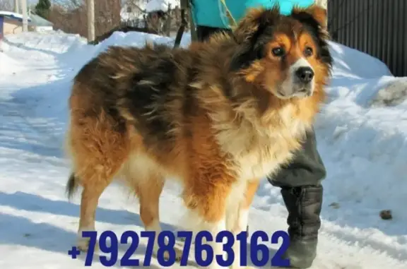 Собаки потеряшки, Ежово, фото: Потеряшка пёс Герасим в селе Ежово, Республика Марий Эл