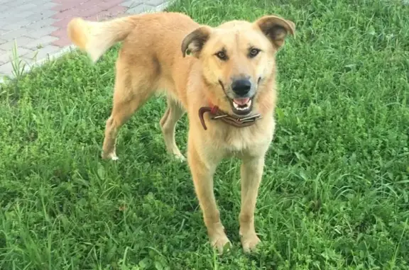 Собаки потеряшки, Нижний Новгород, фото: Потеряшка собака в Снт Строитель 22.03.19, Нижний Новгород