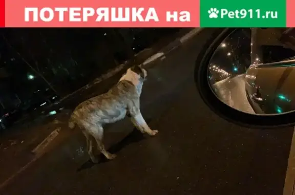Найдена собака в Домодедово на ул. 25 лет Октября
