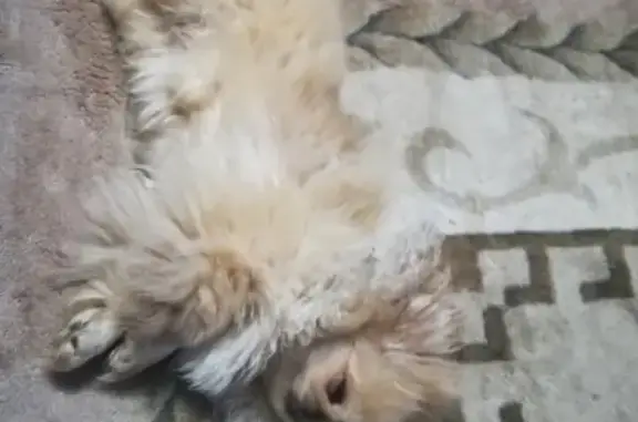 Собаки потеряшки, Москва, фото: Потеряшка маленькая собака около 10 школы в Москве