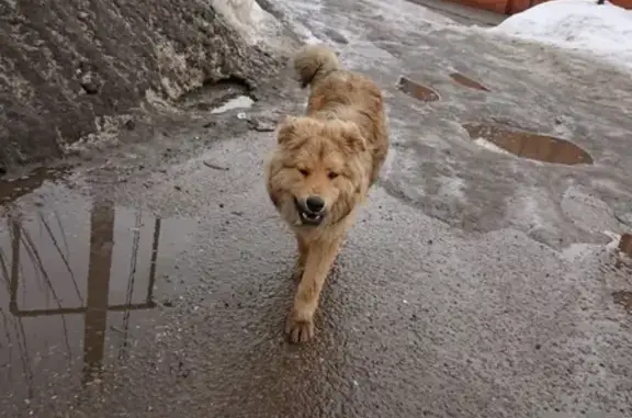 Найдена дружелюбная собака в Казани, ул. Достоевского