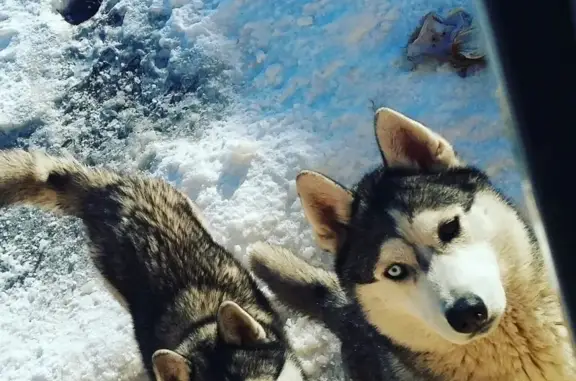 Собаки потеряшки, Смеловский, фото: Потеряшка собака Юкон и Юна в поселке Смеловский
