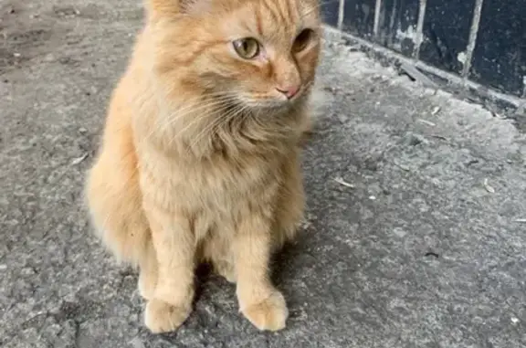 Потеряна ласковая кошка в районе Автоучилища