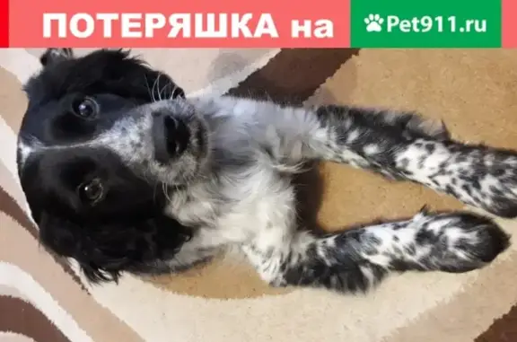 Пропала собака Девочка в Новочебоксарске